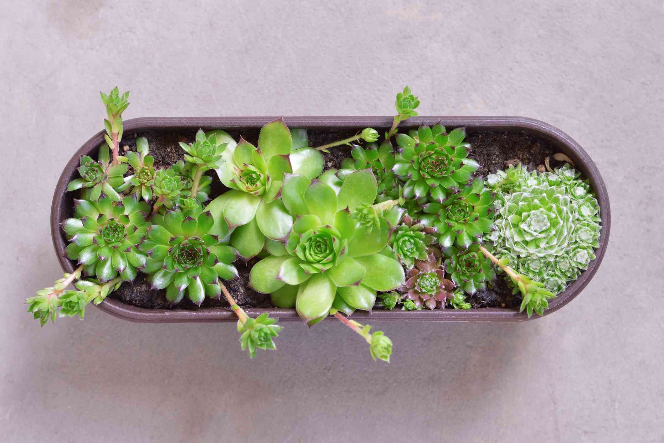 kênh đá gà trực tiếp,Kênh đá gà trực tiếp: Thứ hai – Kinh nghiệm và Đánh giá kênh đá gà trực tiếp,Kênh đá gà trực tiếp: Thứ hai – Kinh nghiệm và Đánh giá