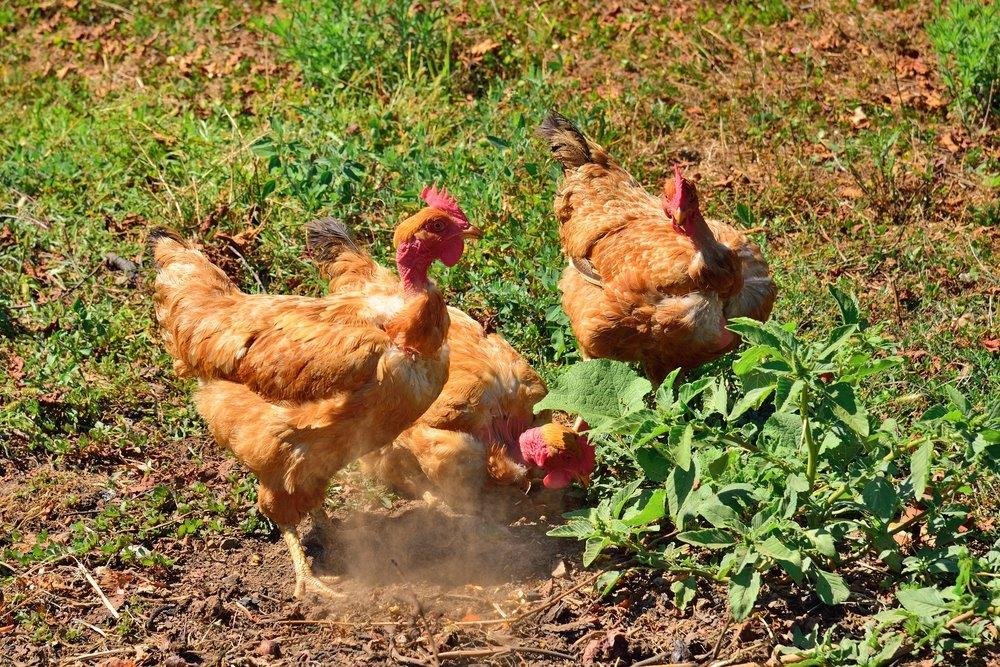 xem đá gà đòn những đòn chết gà xem đá gà đòn những đòn chết gà
