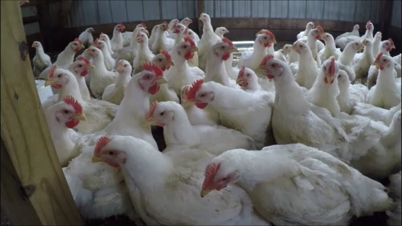 xem đá gà trực tiếp thomo ngày nay xem đá gà trực tiếp thomo ngày nay